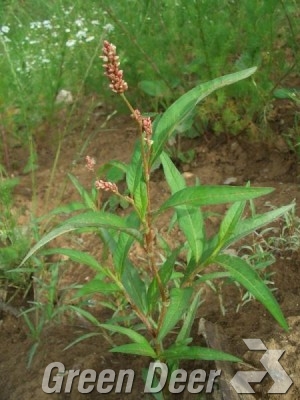 Горец перечный - Persicaria hydropiper (L.)Spach